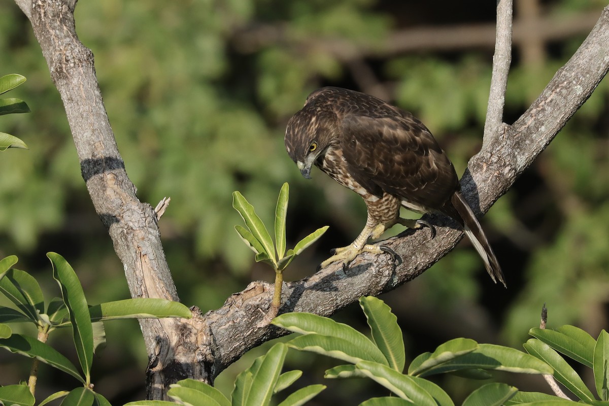 Crested Goshawk - ML613154903