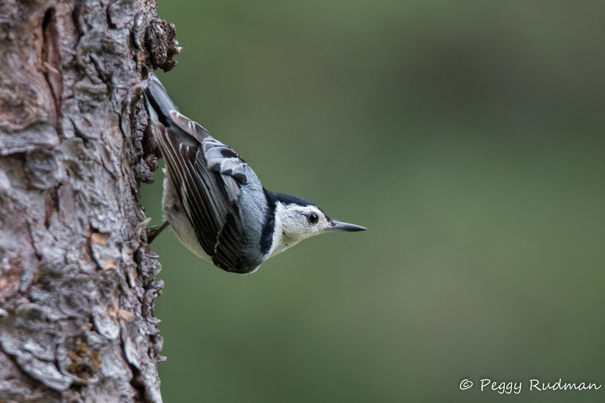 White-breasted Nuthatch - Peggy Rudman