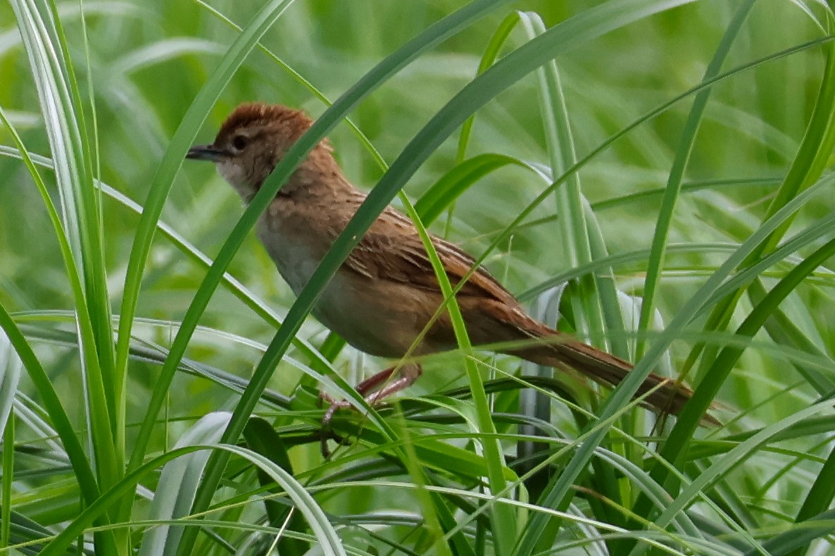 Tawny Grassbird - Sonia Boughton