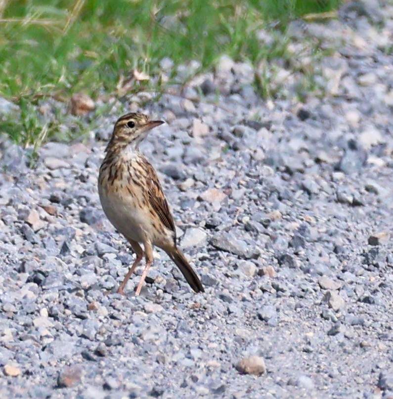 Australian Pipit - ML613155208