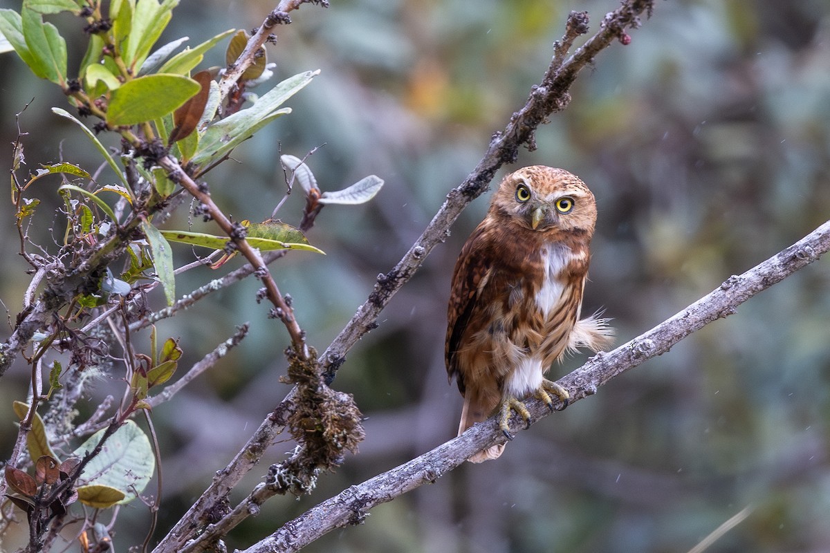 Yungas Pygmy-Owl - ML613155236