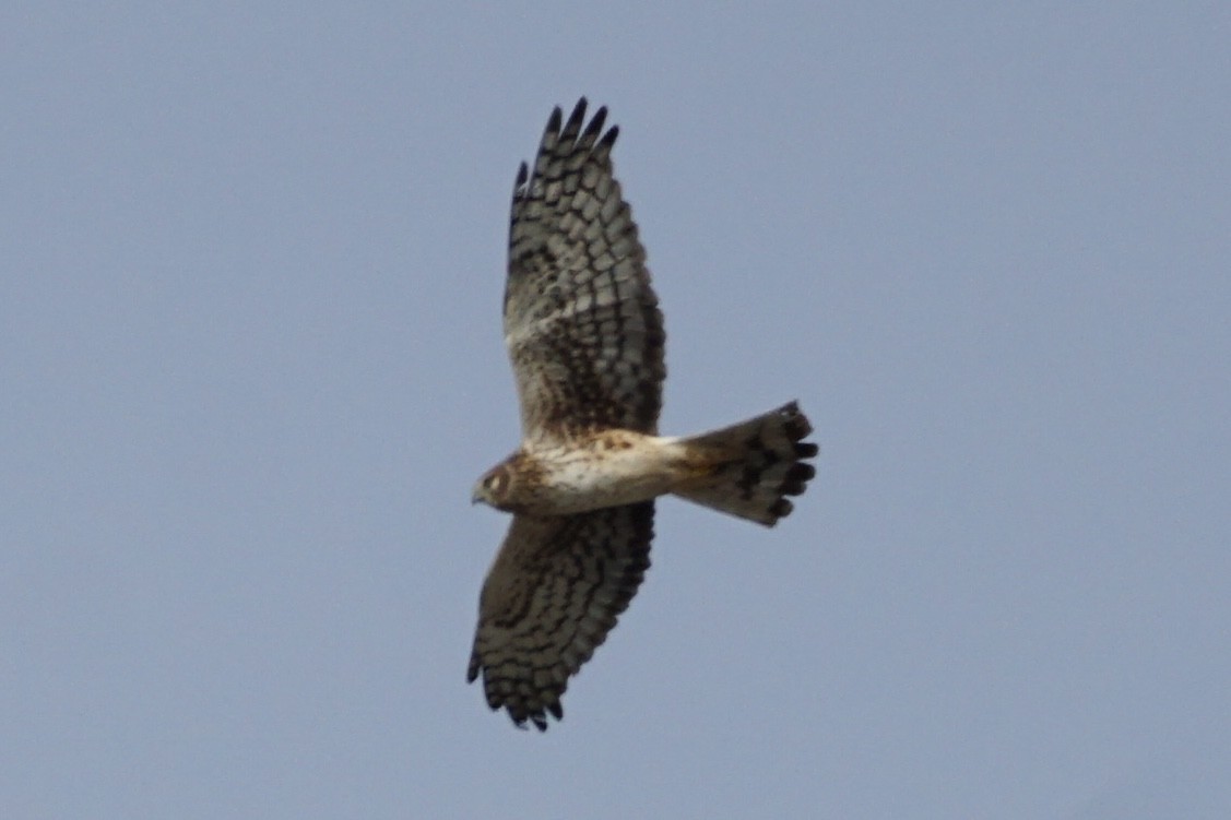 Northern Harrier - ML613155243