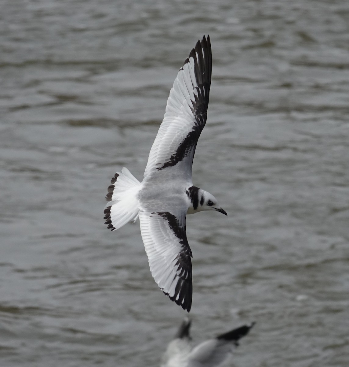 Mouette tridactyle - ML613155255