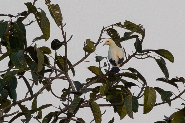 Pied Imperial-Pigeon - Samanvitha Rao