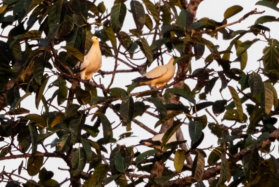 Pied Imperial-Pigeon - ML613155260