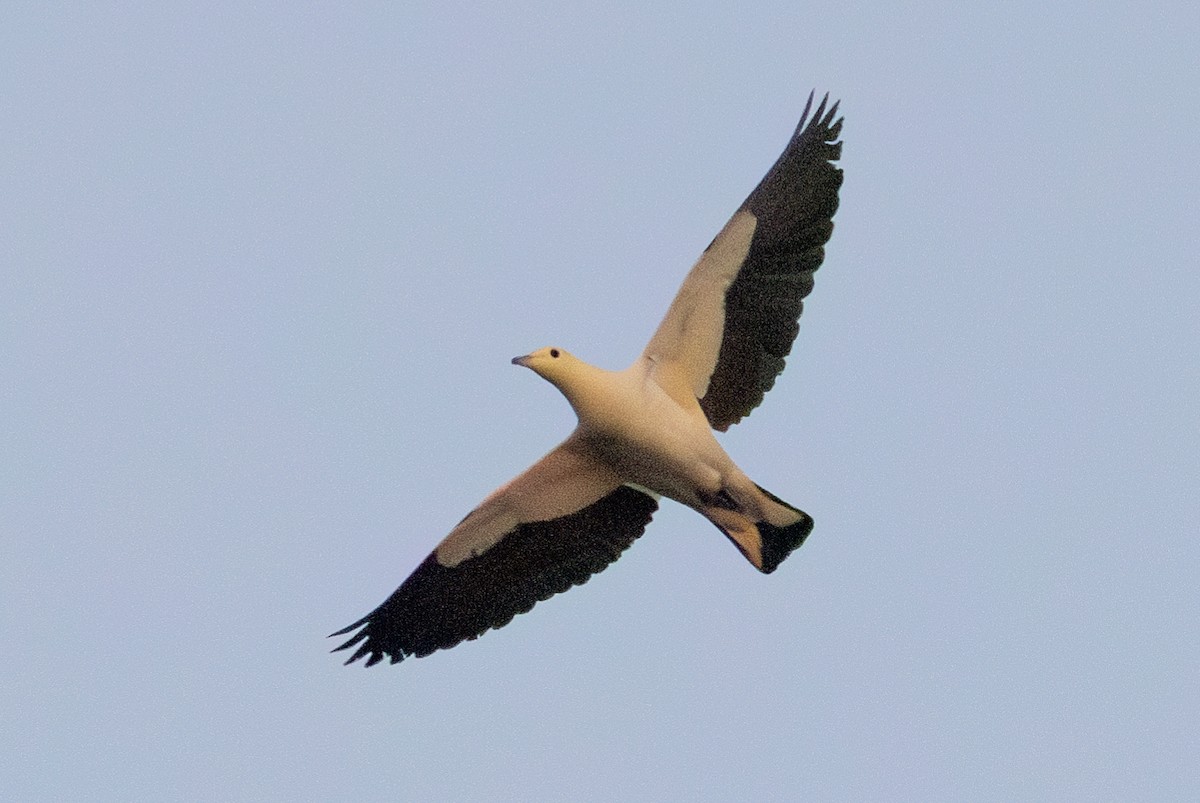 Pied Imperial-Pigeon - Samanvitha Rao