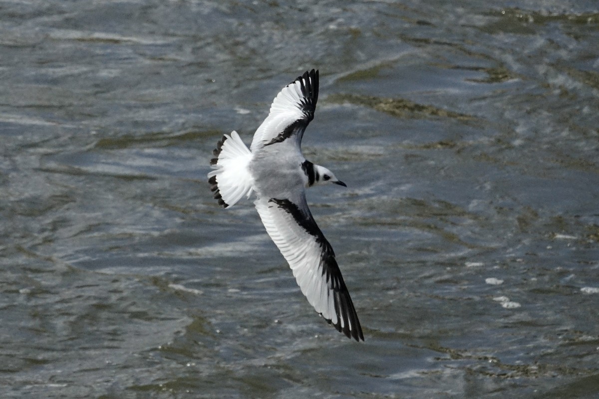 Gaviota Tridáctila - ML613155312