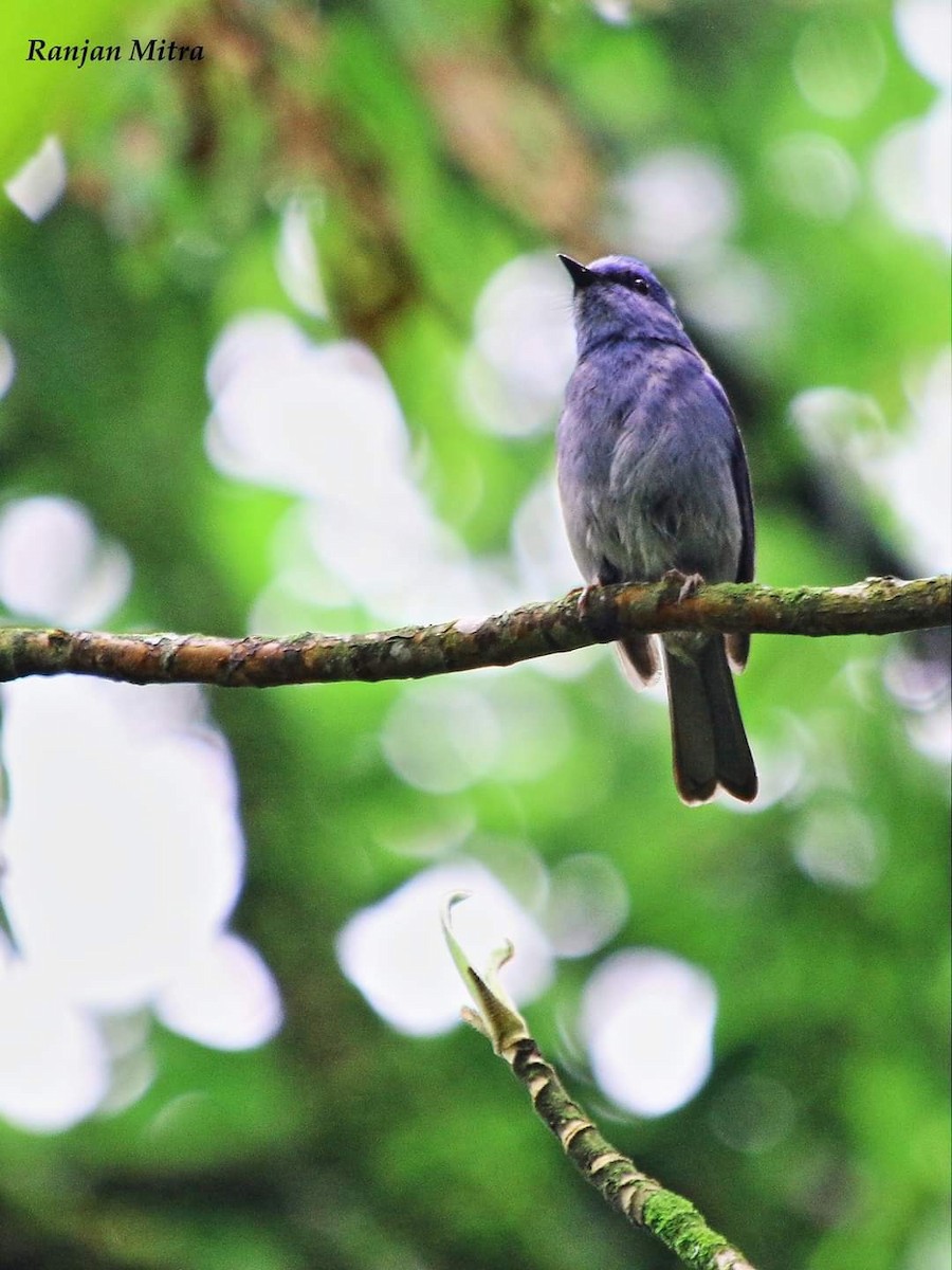 Pale Blue Flycatcher - ML613155350