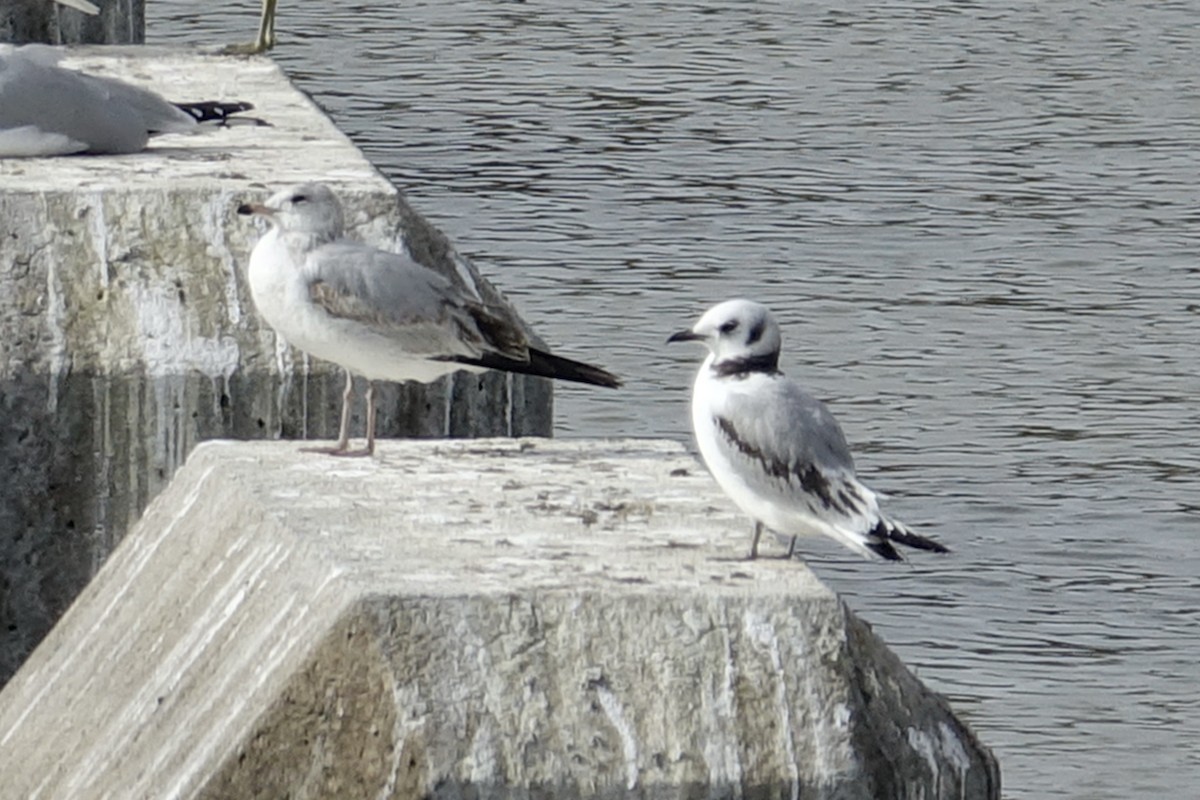 Mouette tridactyle - ML613155361