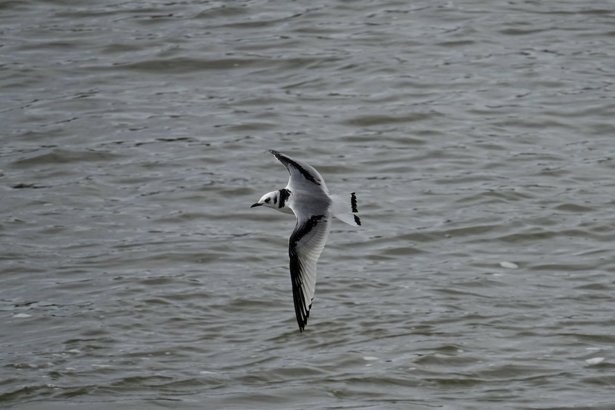 Black-legged Kittiwake - ML613155380