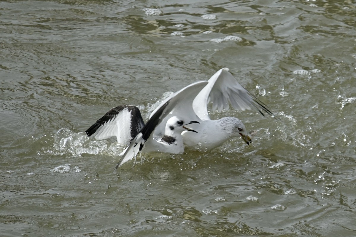 Gaviota Tridáctila - ML613155413