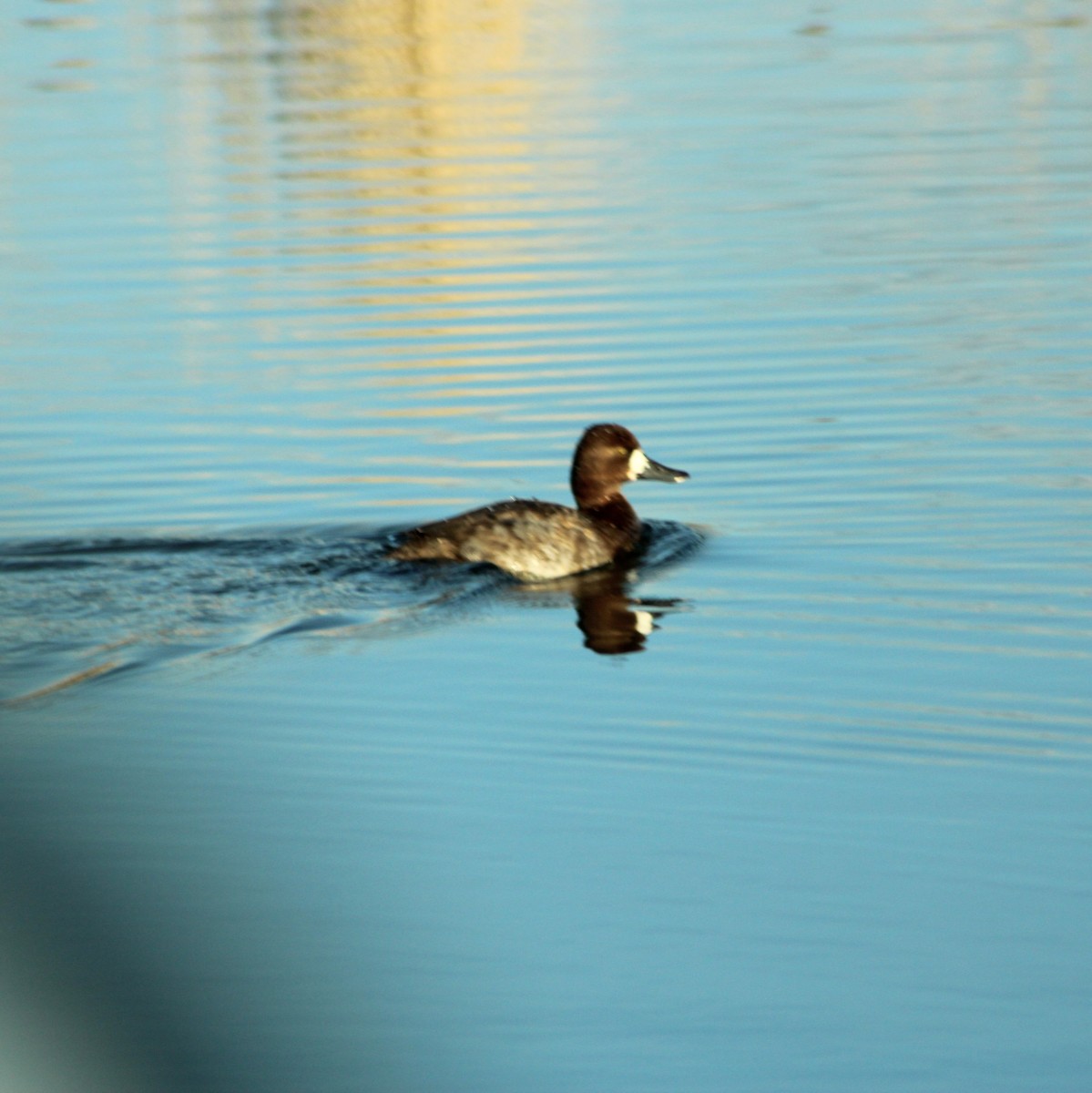 Lesser Scaup - ML613155415