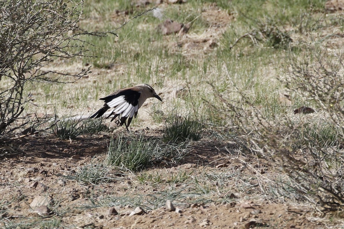 Mongolian Ground-Jay - ML613155493