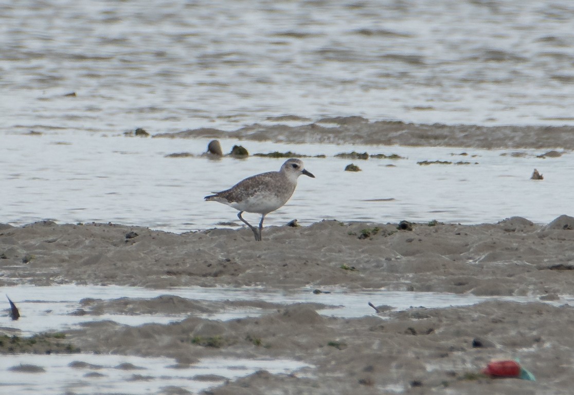 Black-bellied Plover - ML613155539