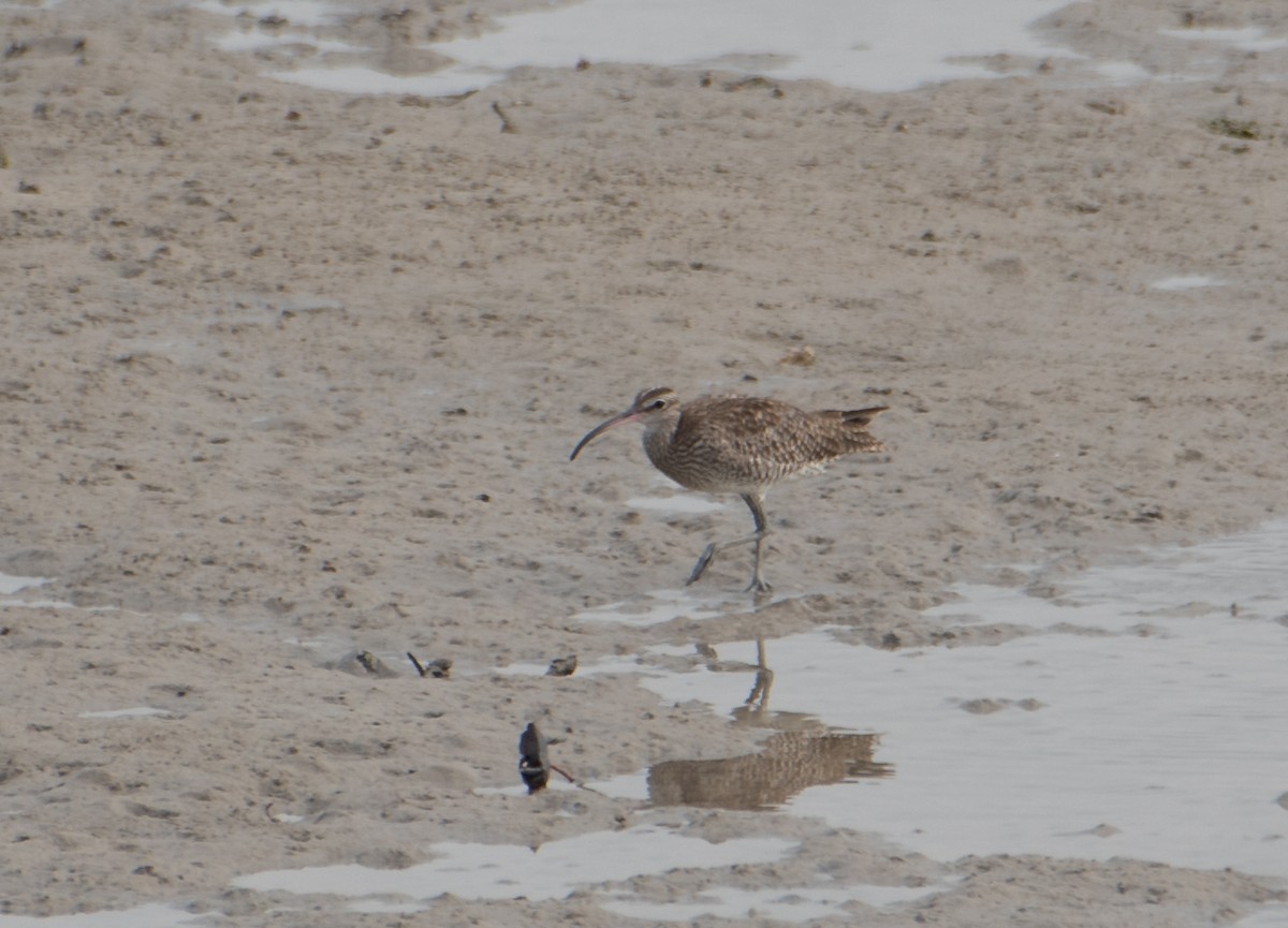 Whimbrel - ML613155563