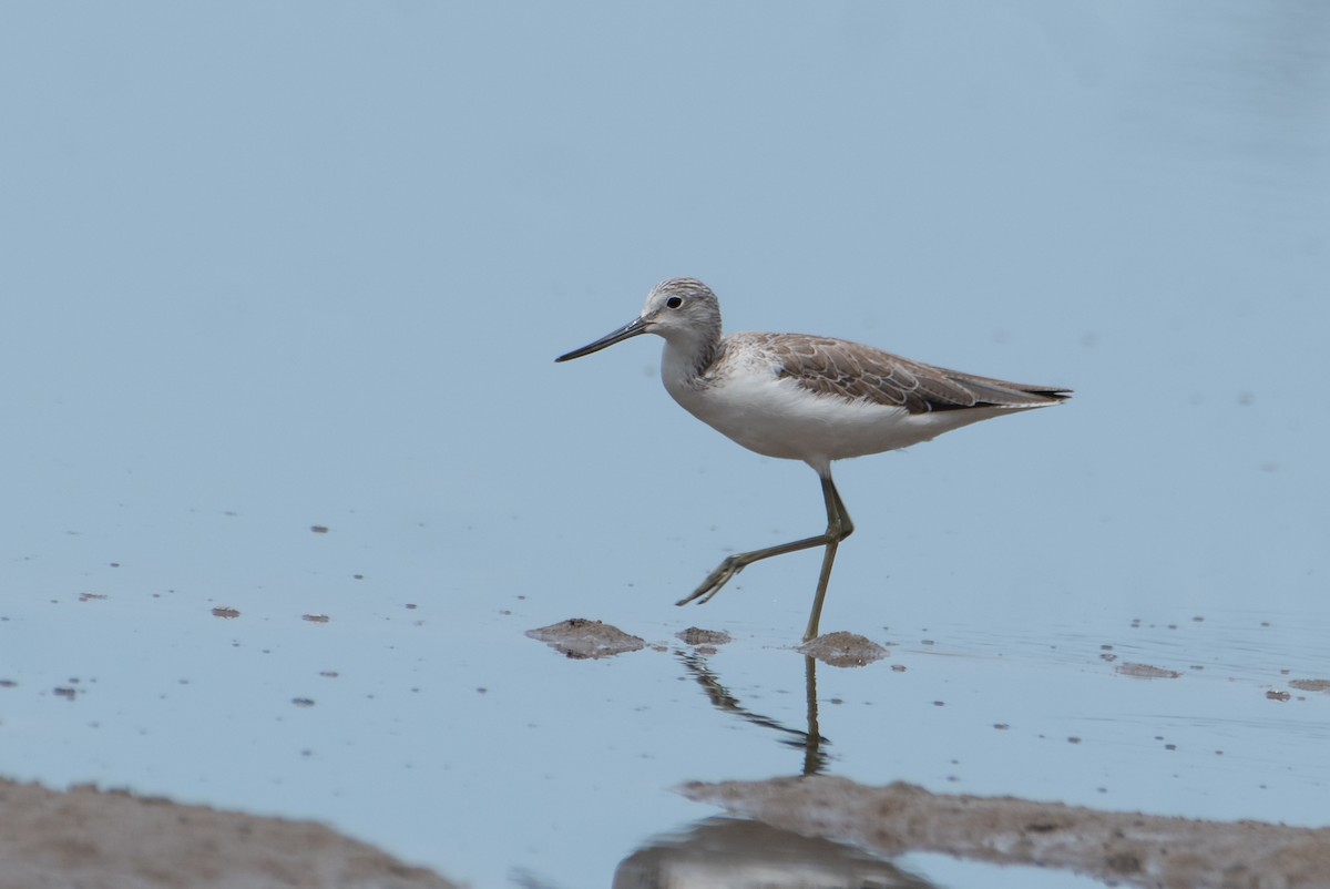 Common Greenshank - Bill Bacon