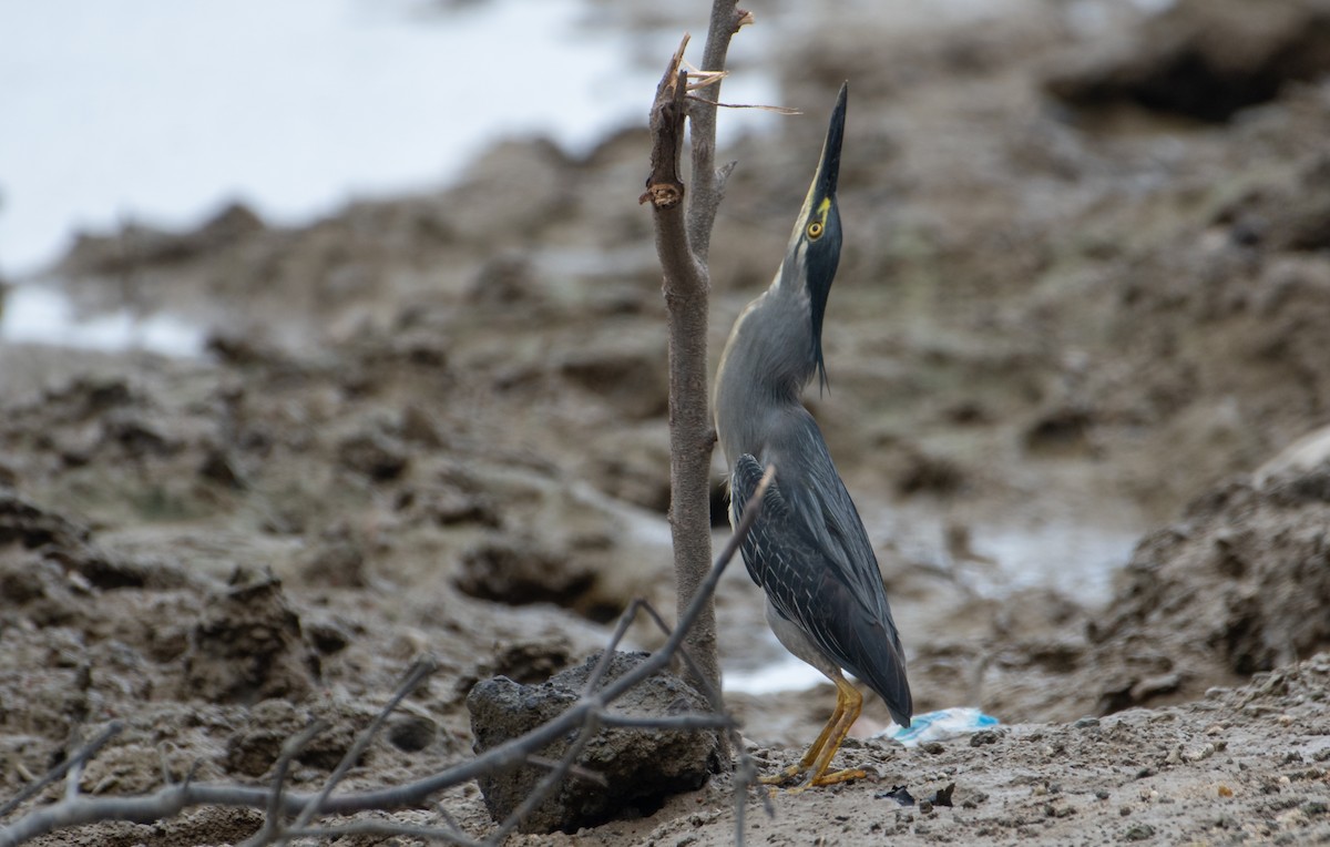 Striated Heron - ML613155589