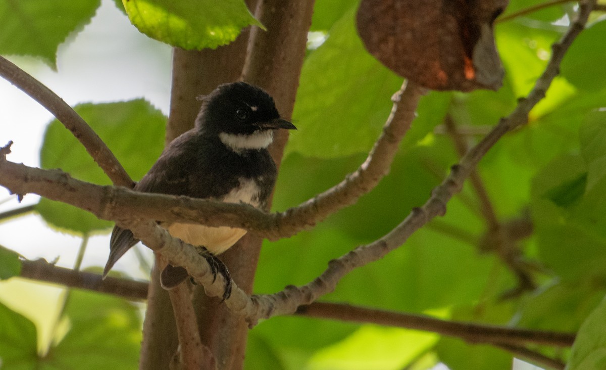 Malaysian Pied-Fantail - ML613155613