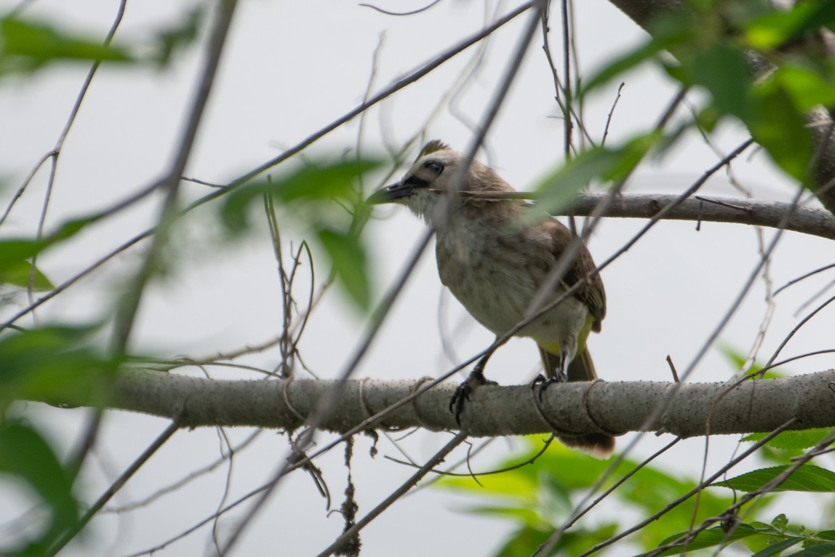 Yellow-vented Bulbul - ML613155639