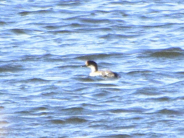 Smew - ML613155843
