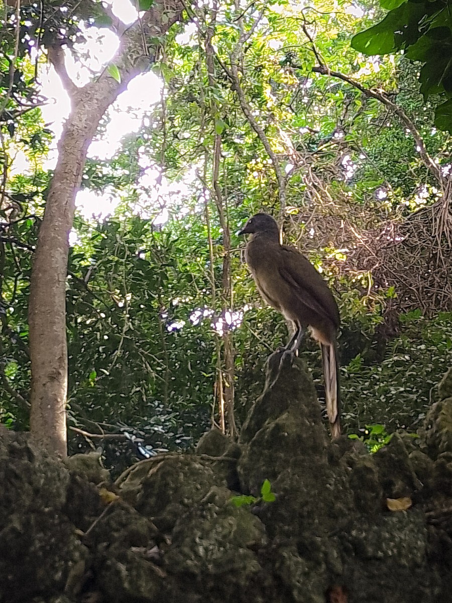 Plain Chachalaca - Jorge Guerra