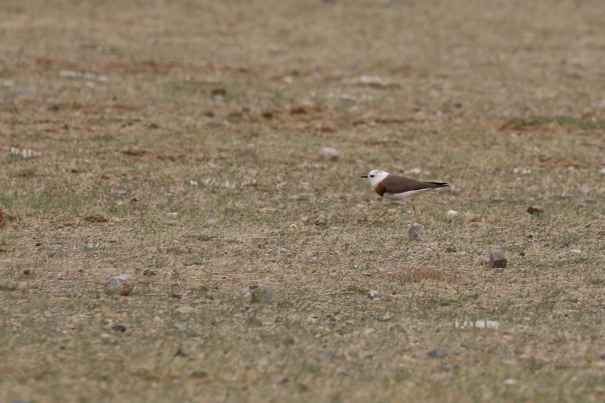 Oriental Plover - Antony Faure