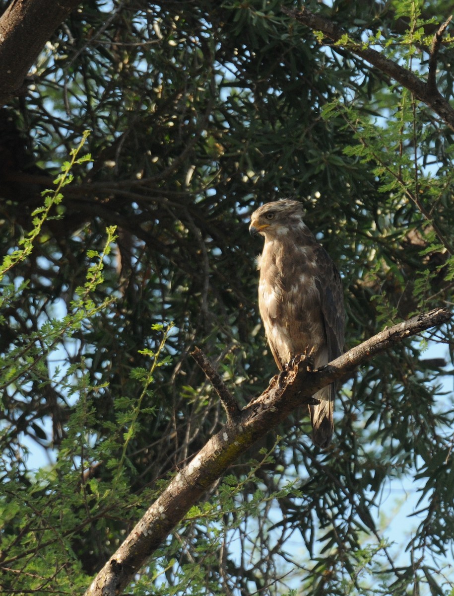 Circaète cendré - ML613155939