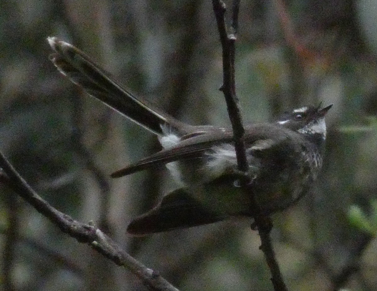 Gray Fantail (albiscapa) - John Brown