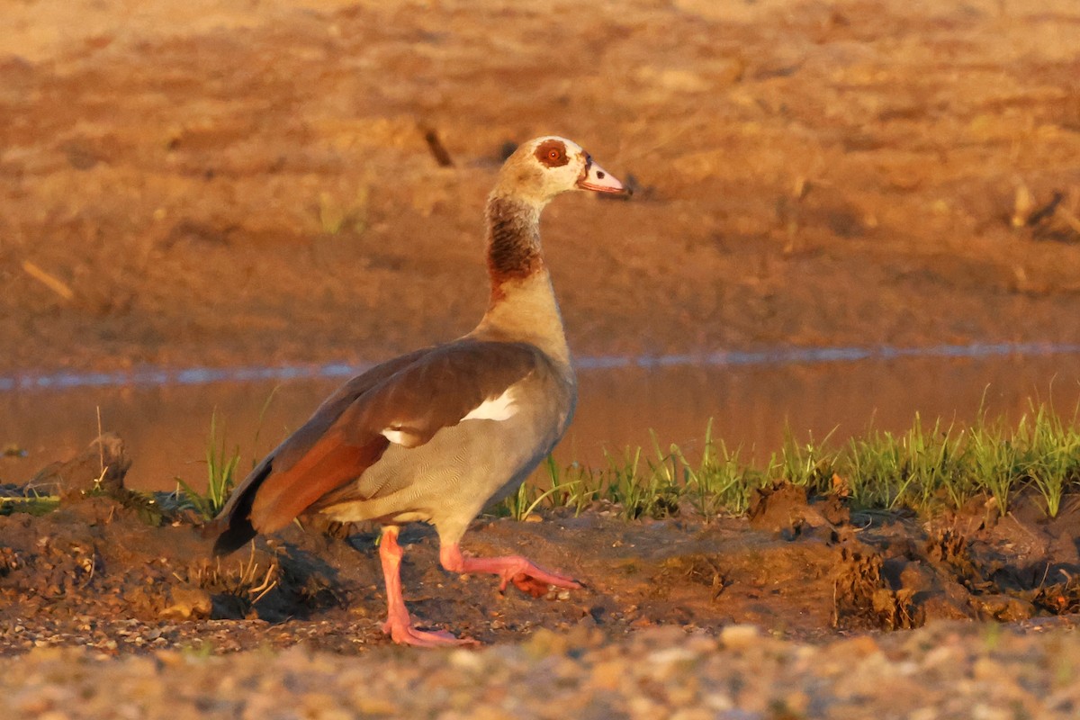 Egyptian Goose - Benoit Maire