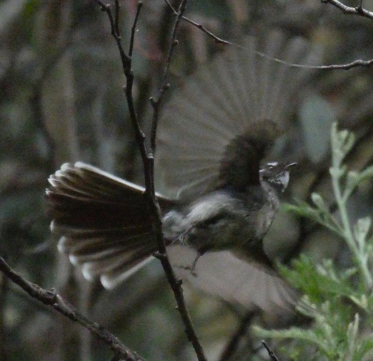 Gray Fantail (albiscapa) - ML613155964