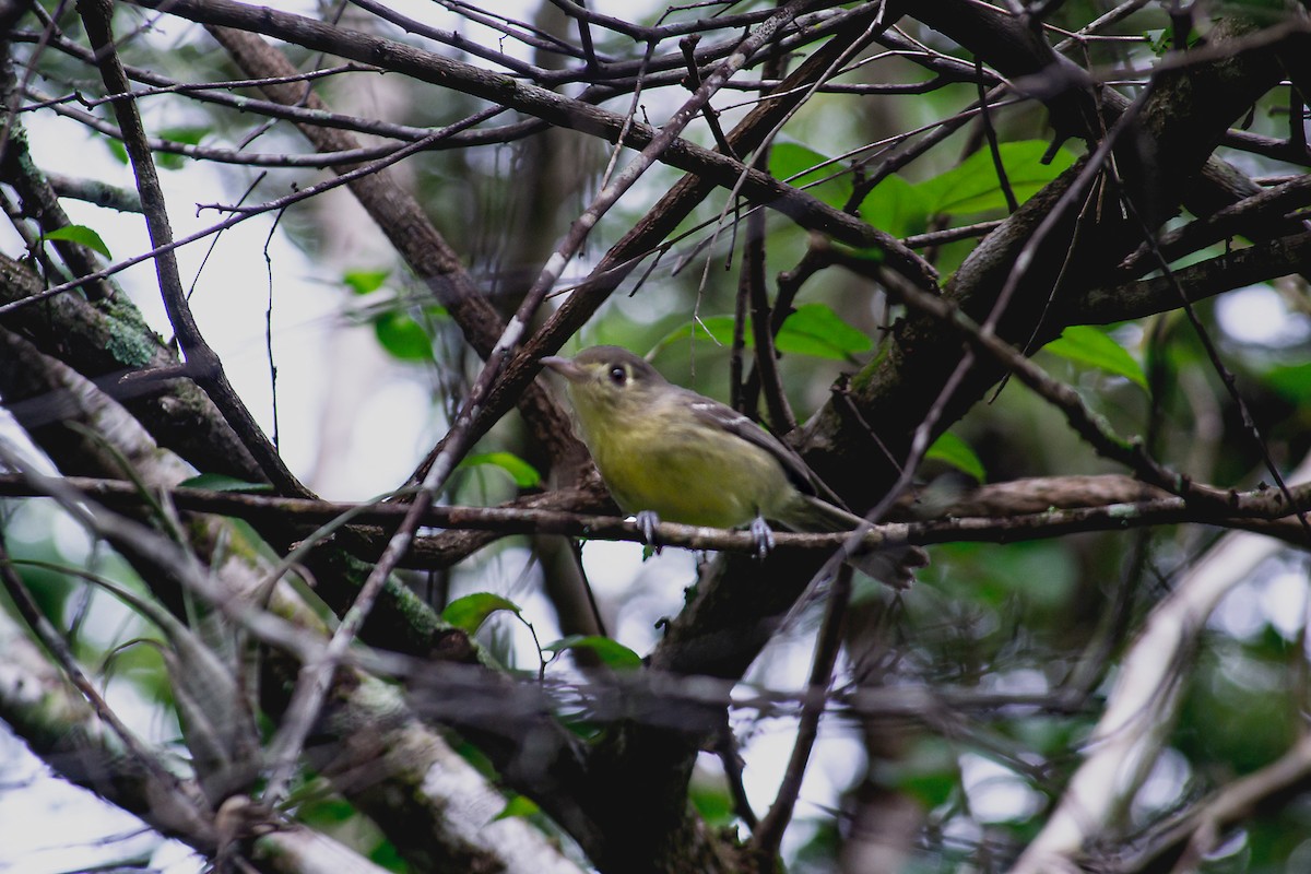 Cuban Vireo - ML613155983