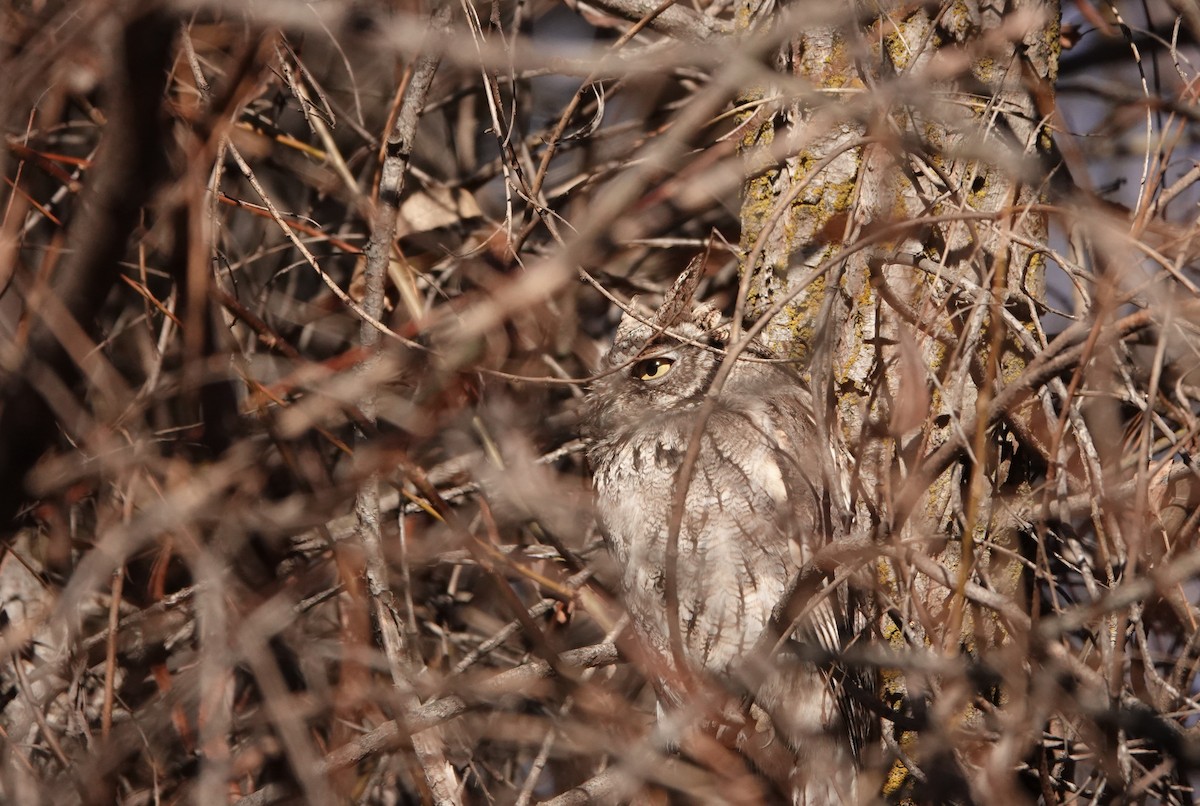 Western Screech-Owl - ML613155987