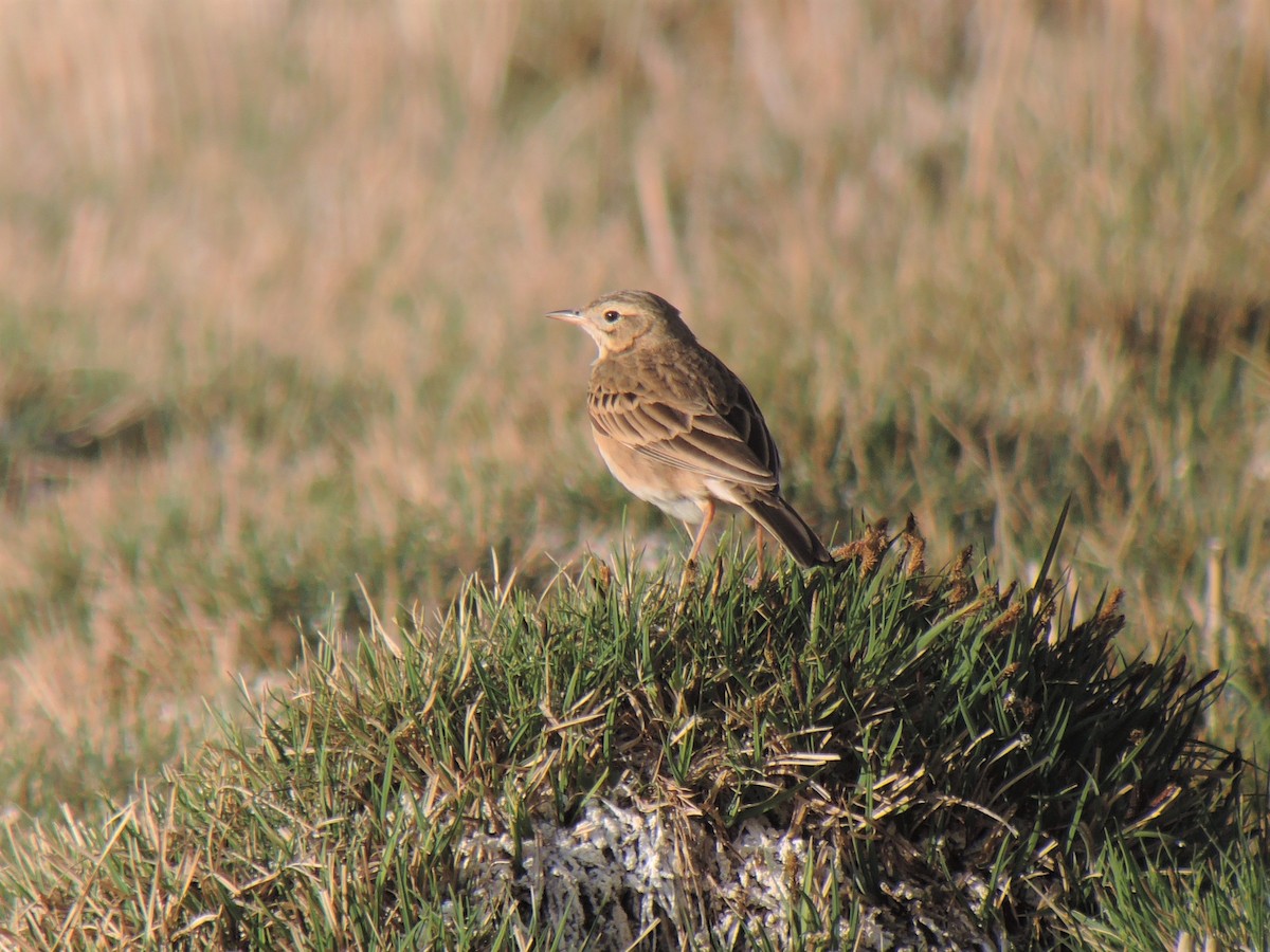 Richard's Pipit - Antony Faure