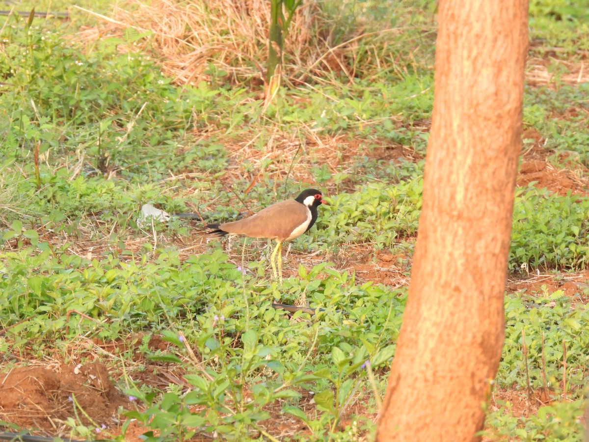 Red-wattled Lapwing - ML613156207