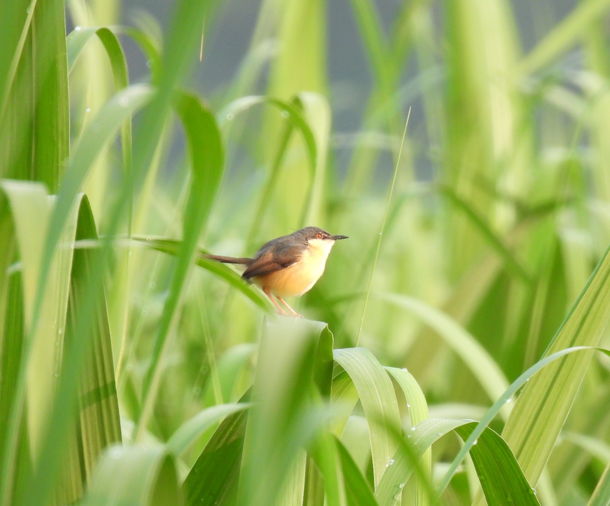 Ashy Prinia - ML613156224