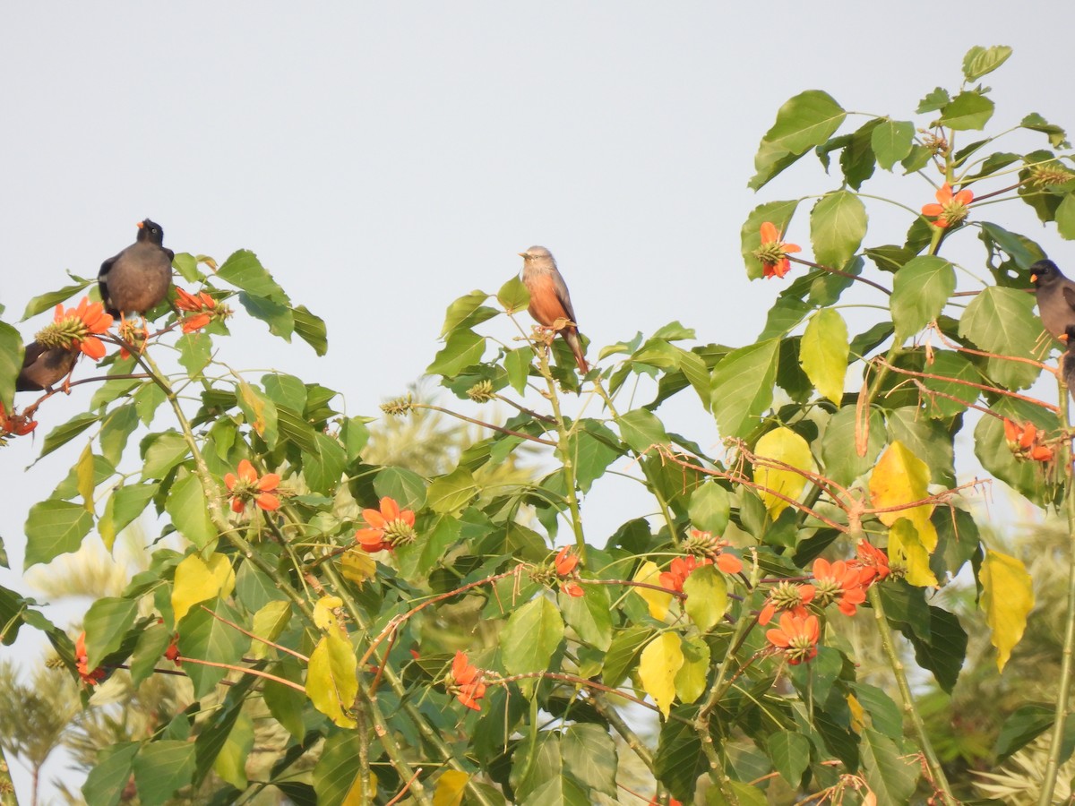 Chestnut-tailed Starling - ML613156230