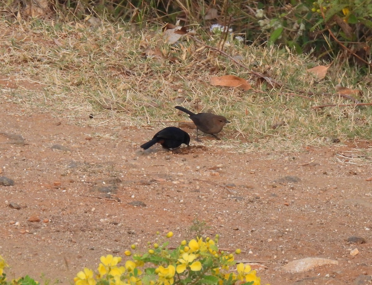 Indian Robin - ML613156234
