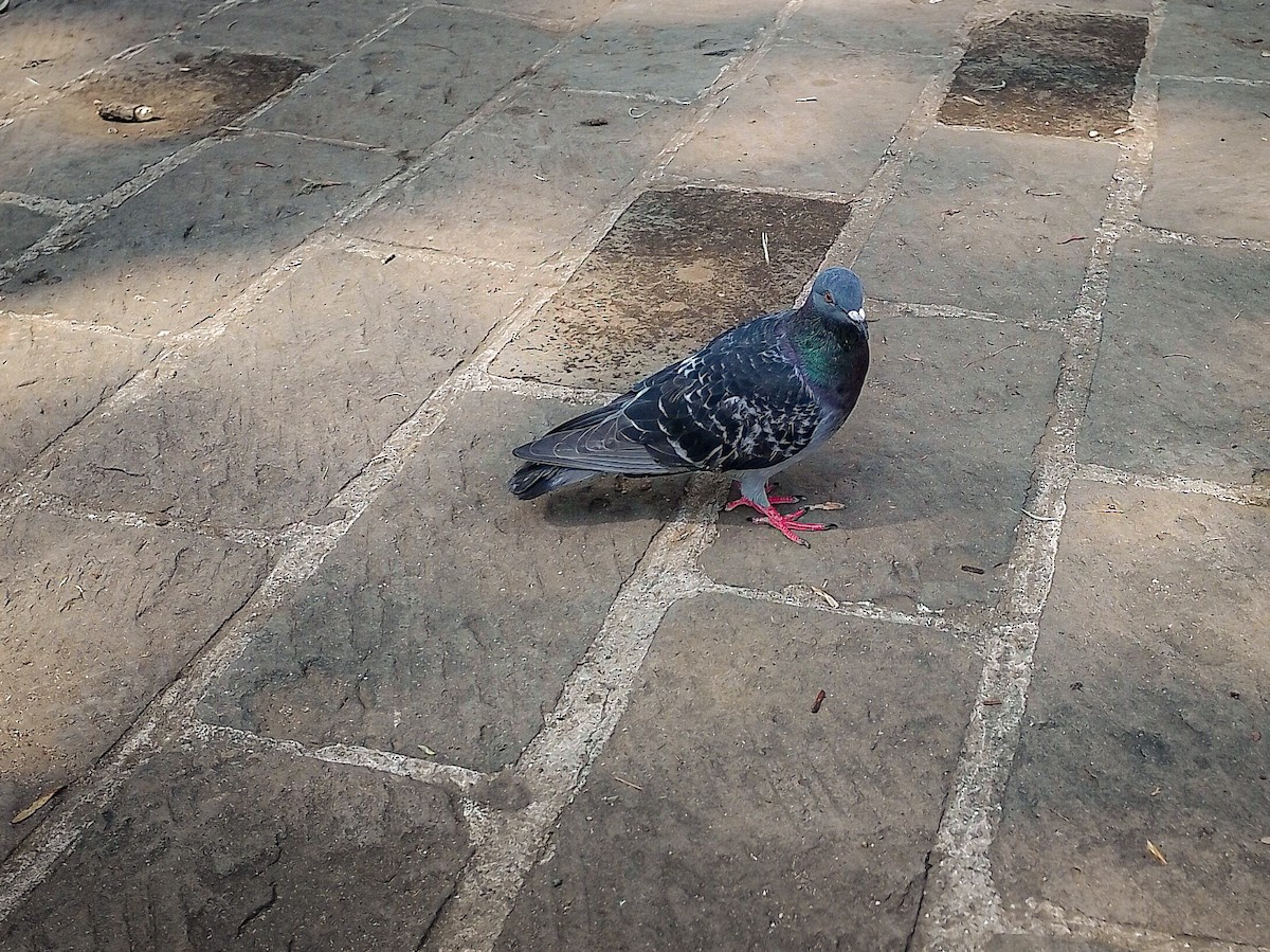 Rock Pigeon (Feral Pigeon) - Jorge Guerra