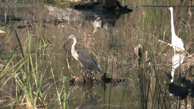 Garza Cuelliblanca - ML613156291