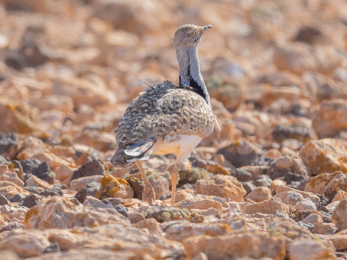 Houbara Bustard (Canary Is.) - ML613156303