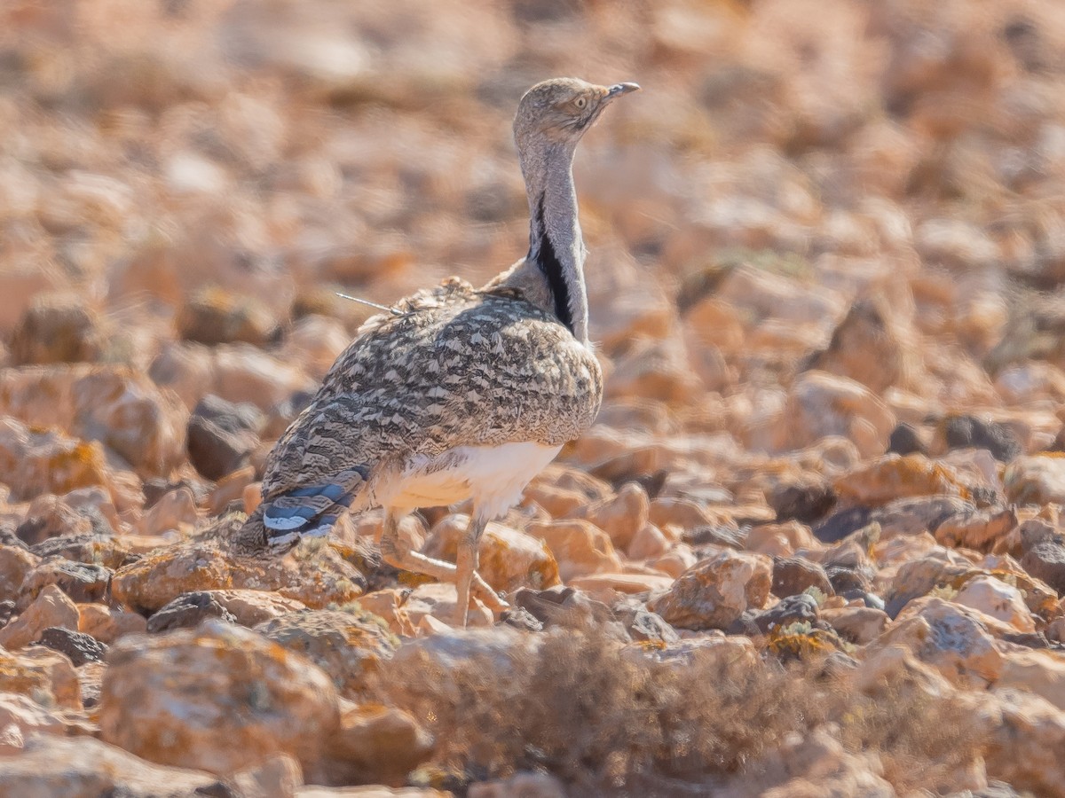 Houbara Bustard (Canary Is.) - ML613156306