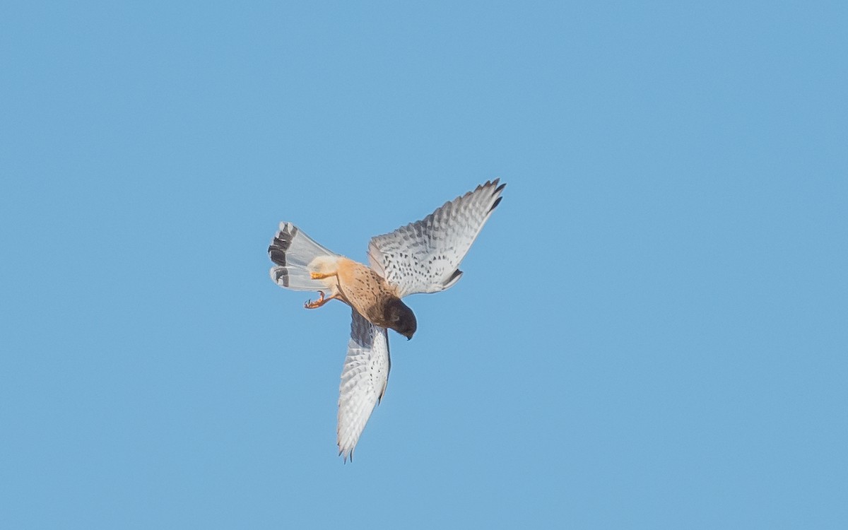 Eurasian Kestrel (Canary Is.) - Jean-Louis  Carlo