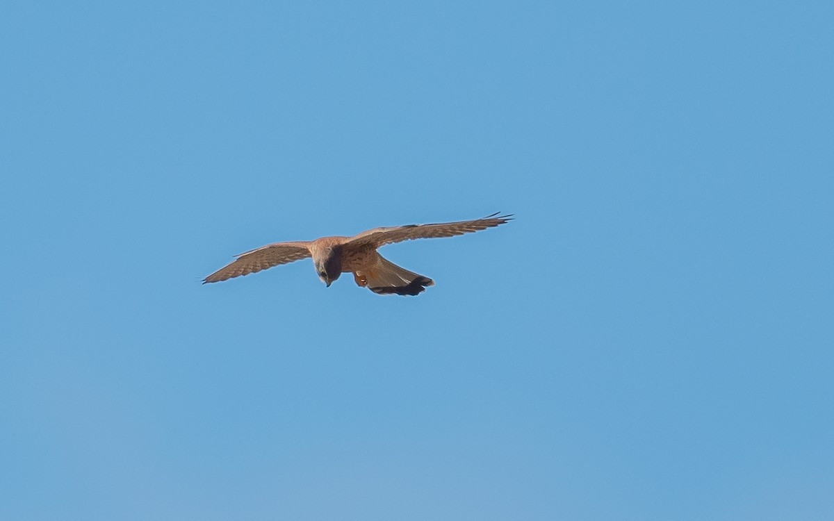 Eurasian Kestrel (Canary Is.) - Jean-Louis  Carlo