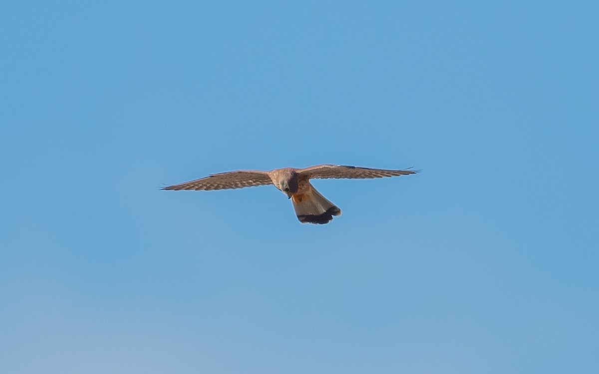 Eurasian Kestrel (Canary Is.) - ML613156317