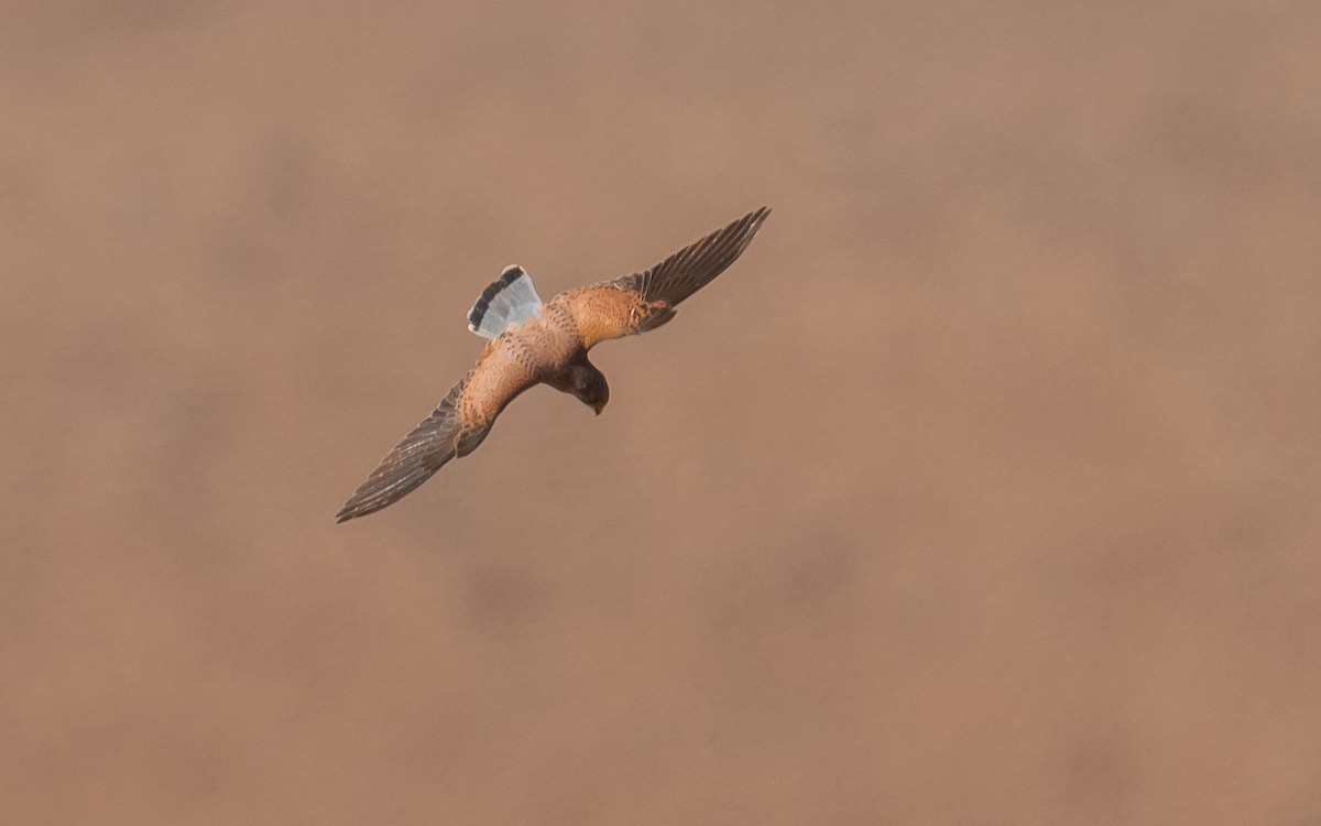 Eurasian Kestrel (Canary Is.) - Jean-Louis  Carlo