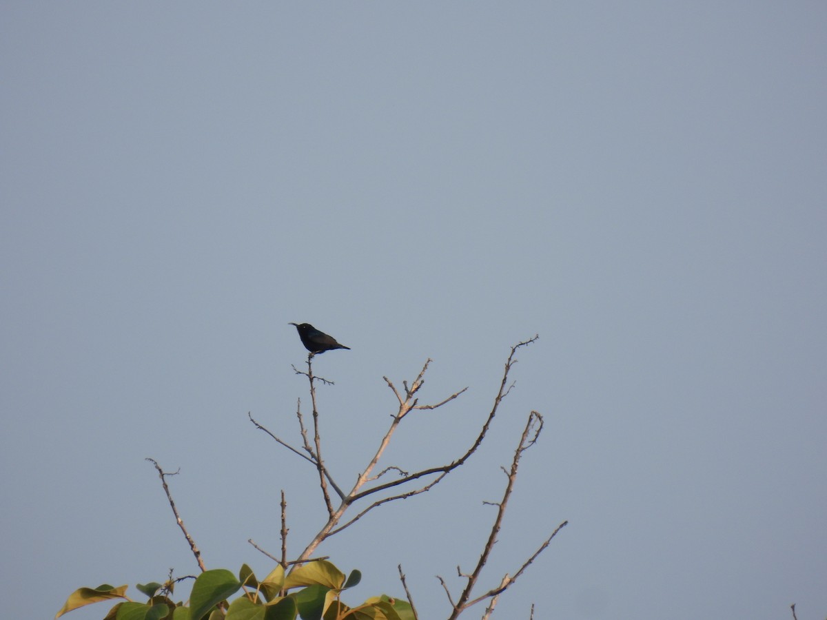 Purple Sunbird - ML613156348