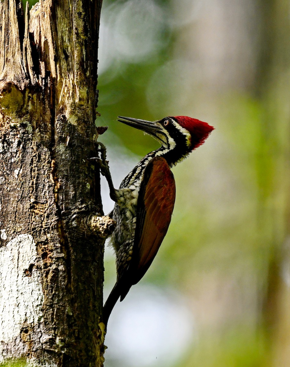 Greater Flameback - Amar-Singh HSS