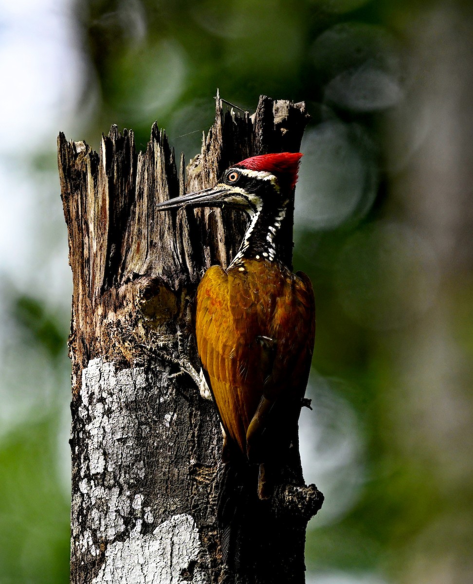 Greater Flameback - Amar-Singh HSS