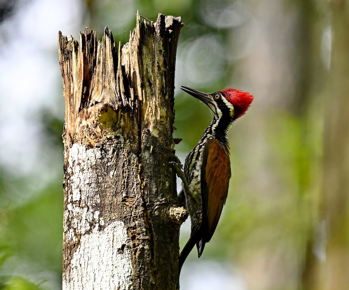 Greater Flameback - Amar-Singh HSS