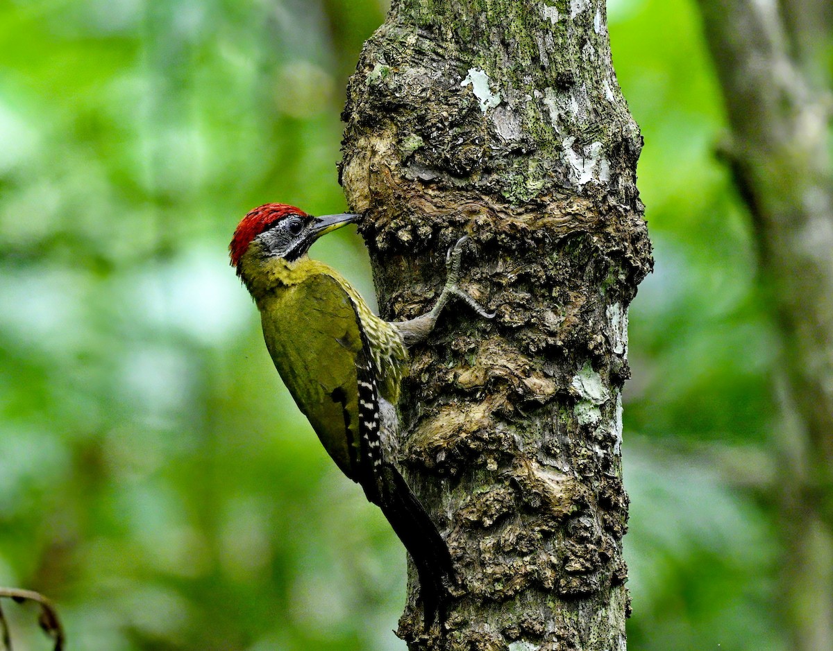 Laced Woodpecker - Amar-Singh HSS